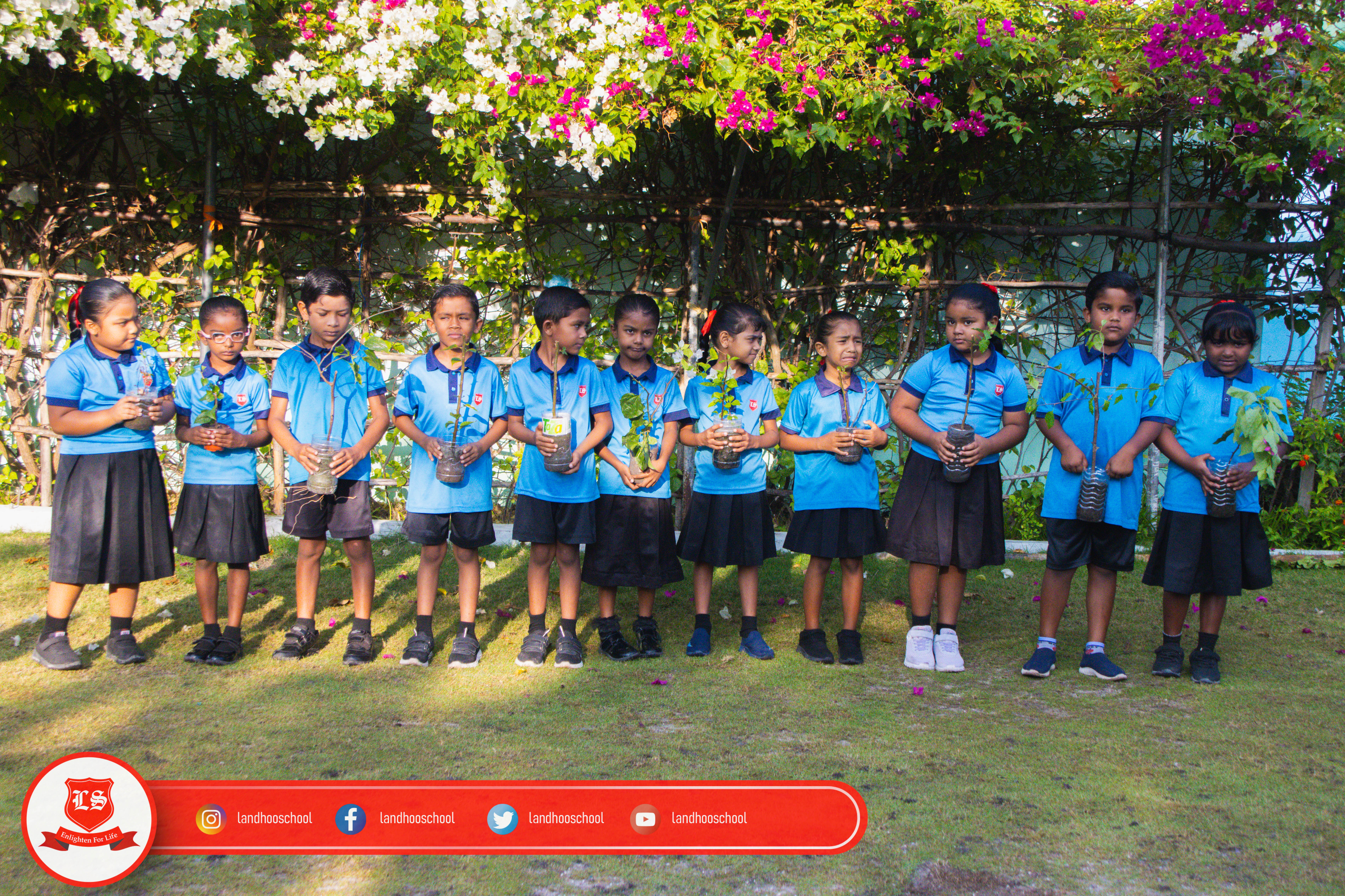 ބޯގަންވިލާ ގަސް ހަދިޔާކުރުން